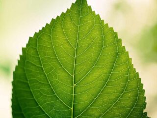 В бричке сидел господин, не красавец, но и не дурной наружности